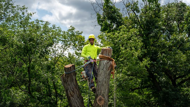 Emergency Tree Service