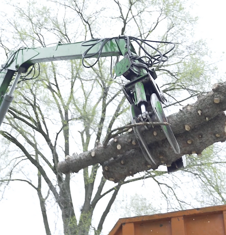 Tree Removal