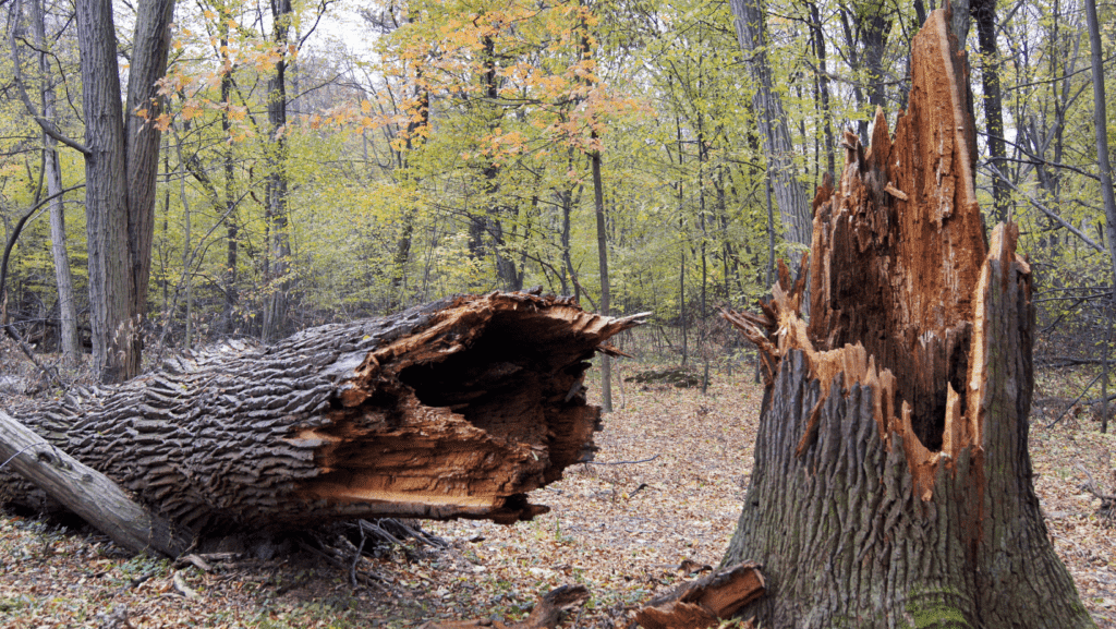 Dead tree removal