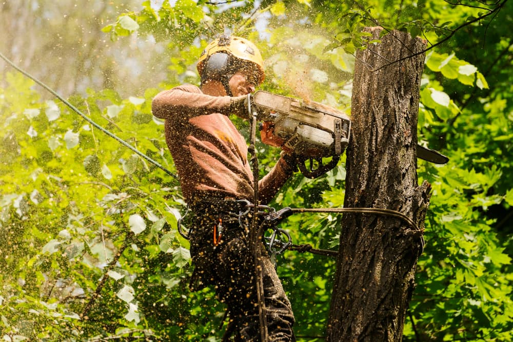 Dead tree removal